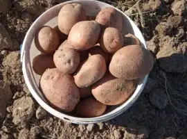 Продам картоплю сорту Беллароза
