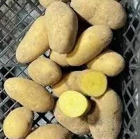 Зображення для оголошення Продам насіннєву картоплю Гранада оптом Чернігівська область від 20 тонн
