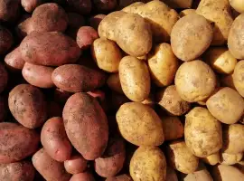 Зображення для оголошення Продаж картоплі червоних та білих сортів