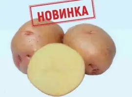 ФХ реалізує насіння картоплі