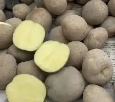 Зображення для оголошення Закупівля насіннєвої картоплі оптом по Україні від 10 тонн усі сорти репродукція