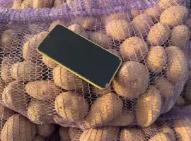Зображення для оголошення Куплю картоплю оптом від 80 тонн