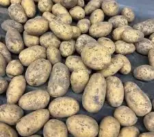 Оптовая закупка картофеля - Николаев