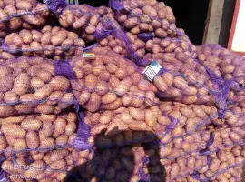 Продам посадочную картошку гранада аризона колумба королеваана