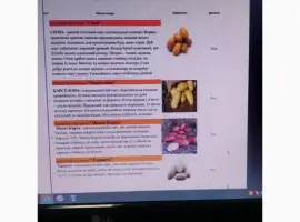 Продам насіневу картоплю нідерландської селекції