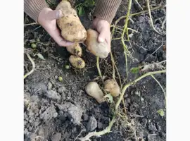 Продам картоплю товарну