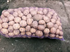 Зображення для оголошення Продам картоплю Рив'єра посадкову 2 га репродукція