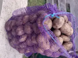 Зображення для оголошення Продам картоплю