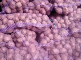 Зображення для оголошення Продам оптом насіннєву картоплю сорт Мелоді з Чернігівської області