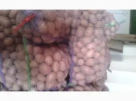 Зображення для оголошення Продам товарну картошку сорт белла росса