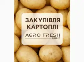 Надійне партнерство в закупівлі картоплі