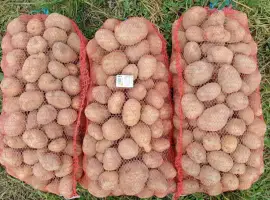 Зображення для оголошення Товарна картопля сорту Королева Анна