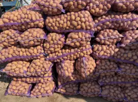 Зображення для оголошення Продам товарну картоплю різних сортів