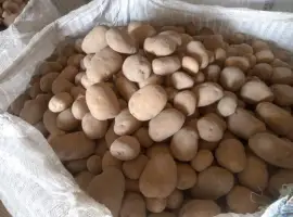Зображення для оголошення Продам товарный картофель в биг бэгах 1000 кг. Цена з ПДВ