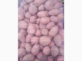 Продам картоплю різних сортів
