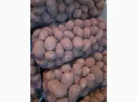 Зображення для оголошення Картопля від виробника