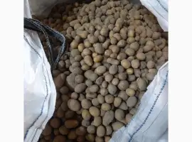 Зображення для оголошення Продам насіннєву картоплю Раномі