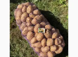 Продам картоплю сорту "Раномі"