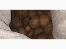 Продам дрібну картоплю