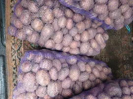 Зображення для оголошення Продам товарну картоплю Бела Роса Балтік Роуз