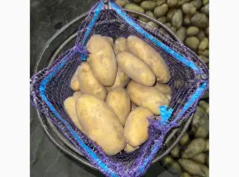 Зображення для оголошення Продам картоплю сорт Гранада з піску