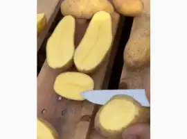 Продам картоплю Сорт Гренада