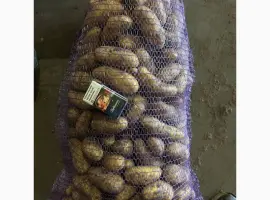Зображення для оголошення Продам картофель гранада