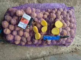 Зображення для оголошення Продам насіннєву картоплю сорту Рів’єра - оптом від 10 тонн