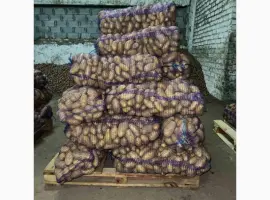 Зображення для оголошення Товарна картопля сорту Гранада. Великі обʼєми від 10 тонн