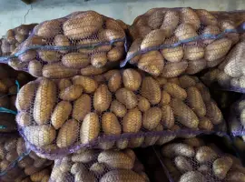 Продам картоплю опт Гренада
