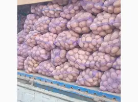 Зображення для оголошення Продам картошку нескольких сортов хорошего качества объёмы есть