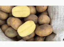 Зображення для оголошення Продам картоплю