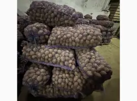 Картопля насіннева оптом