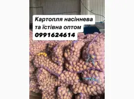 Картопля насіннева