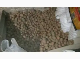 Зображення для оголошення Картопля посадкова