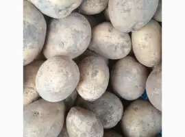 Зображення для оголошення Картопля продам оптом Опішня-Полтава