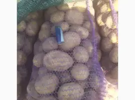 Картопля Канект