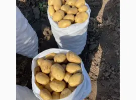 Зображення для оголошення Продам картоплю
