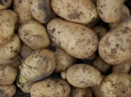 Зображення для оголошення Куплю картофель на переработку