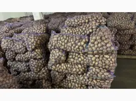 Зображення для оголошення Продам семенной картофель отличного качества сорт Ривьера