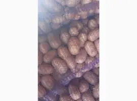 Зображення для оголошення Продам товарну картоплю
