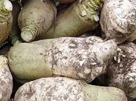 Зображення для оголошення Куузіку