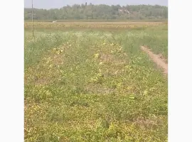 Зображення для оголошення Продам кавун