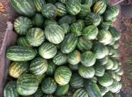 Зображення для оголошення Продам кавуни