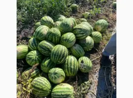 Зображення для оголошення Продам Кавун