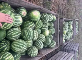 Зображення для оголошення Продам Продюссер 4-11 кг