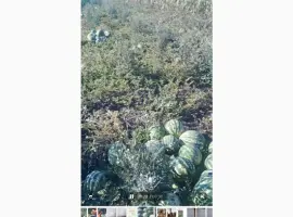 Зображення для оголошення Продам кавун
