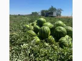 Зображення для оголошення Продам кавун