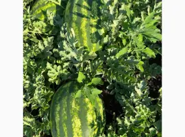 Зображення для оголошення Продам арбуз