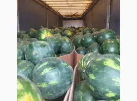 Зображення для оголошення Румунські дині на продаж